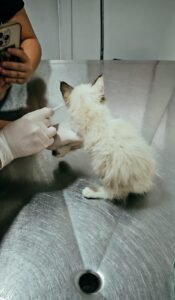 DABA Itapema,atendimento veterinário gratuito,CadÚnico Itapema,Departamento de Bem-Estar Animal,castração gratuita Itapema,vacinação animal Itapema,microchipagem Itapema,CRAS Itapema,saúde animal em Itapema,serviço veterinário gratuito,programas sociais Itapema,atendimento para pets Itapema,cadastro único Itapema,assistência social Santa Catarina,bem-estar animal Santa Catarina,consulta veterinária gratuita,castração para famílias de baixa renda,cadastro no CRAS Itapema,serviços públicos para animais,proteção animal em Itapema