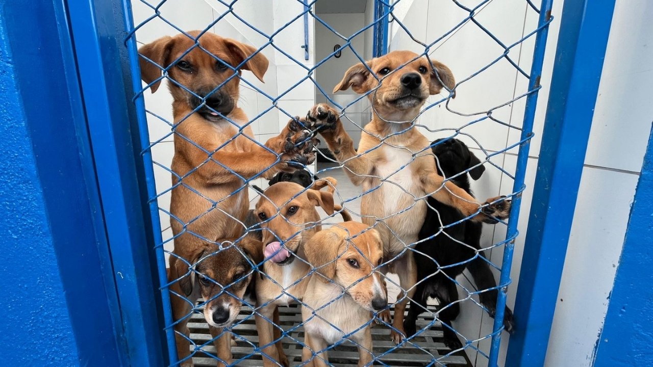 Itapema,DABA,adoção animal em Itapema,cães para adoção,DABA Itapema,bem-estar animal,proteção animal,adoção de cães em Santa Catarina,feiras de adoção Itapema,Morretes Itapema,campanha de adoção animal,animais resgatados,guarda responsável,castração animal,microchipagem de animais,assistência veterinária animal,adoção responsável,cães para adoção em Itapema,causa animal em Santa Catarina,prefeitura de Itapema,animais abandonados,resgate animal Itapema