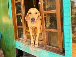 Itapema,DABA,adoção animal em Itapema,cães para adoção,DABA Itapema,bem-estar animal,proteção animal,adoção de cães em Santa Catarina,feiras de adoção Itapema,Morretes Itapema,campanha de adoção animal,animais resgatados,guarda responsável,castração animal,microchipagem de animais,assistência veterinária animal,adoção responsável,cães para adoção em Itapema,causa animal em Santa Catarina,prefeitura de Itapema,animais abandonados,resgate animal Itapema