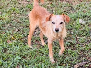 Itapema,DABA,adoção animal em Itapema,cães para adoção,DABA Itapema,bem-estar animal,proteção animal,adoção de cães em Santa Catarina,feiras de adoção Itapema,Morretes Itapema,campanha de adoção animal,animais resgatados,guarda responsável,castração animal,microchipagem de animais,assistência veterinária animal,adoção responsável,cães para adoção em Itapema,causa animal em Santa Catarina,prefeitura de Itapema,animais abandonados,resgate animal Itapema