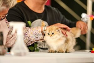 Balneário Camboriú,Gatarina Show 2026,felinofilia,evento pet em Santa Catarina,campeonato de beleza felina,Federação Felina Brasileira,Federação Internacional Felina,turismo de eventos,bem-estar animal,feira pet,adoção responsável,Viva Bicho,gatos de raça,exposição felina,eventos em Balneário Camboriú,setor pet,cultura pet em SC,campeonato felino,turismo em Santa Catarina,eventos especializados