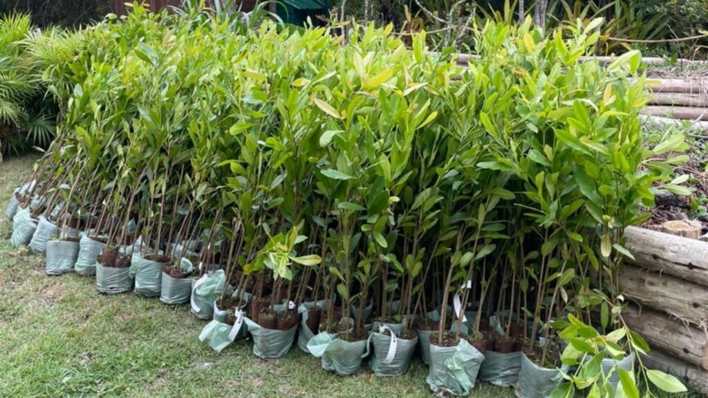 Águas de Camboriú,Dia Mundial do Meio Ambiente,Camboriú,plantio de mudas nativas,Rio Pequeno,preservação ambiental,sustentabilidade,recursos hídricos,saneamento,Aegea SC,FUCAM,recuperação ambiental,proteção de nascentes,Semana do Meio Ambiente,meio ambiente em Camboriú,conservação da biodiversidade,uso consciente da água,desenvolvimento sustentável