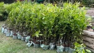Águas de Camboriú,Dia Mundial do Meio Ambiente,Camboriú,plantio de mudas nativas,Rio Pequeno,preservação ambiental,sustentabilidade,recursos hídricos,saneamento,Aegea SC,FUCAM,recuperação ambiental,proteção de nascentes,Semana do Meio Ambiente,meio ambiente em Camboriú,conservação da biodiversidade,uso consciente da água,desenvolvimento sustentável