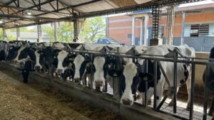 Pronampe Leite BRDE SC,BRDE,crédito para produtores de leite,agronegócio em Santa Catarina,financiamento rural,Governo de Santa Catarina,produtores de leite catarinenses,crédito rural SC,setor leiteiro,Secretaria de Agricultura e Pecuária,Cidasc,cooperativas de crédito,financiamento para pecuária leiteira,apoio ao produtor rural,programa de crédito agrícola,leite em Santa Catarina,juros reduzidos para produtores,desenvolvimento rural