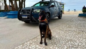 Guarda Municipal de Balneário Camboriú,cão K9,Kirsch pastor-belga-malinois,apreensão de drogas,segurança pública em Balneário Camboriú,Secretaria de Segurança e Ordem Pública,patrulhamento policial,combate ao tráfico de drogas,operações de segurança,cão farejador,grupo K9,Guarda Municipal Santa Catarina,segurança no litoral catarinense,policiamento preventivo,inteligência policial,ações operacionais