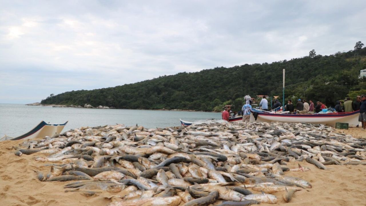 pesca de arrasto da tainha,pesca da tainha em Santa Catarina,suspensão da pesca de arrasto,Eduardo Zanatta,Ministério da Pesca e Aquicultura,pescadores catarinenses,safra da tainha 2026,Balneário Camboriú,pesca artesanal,cadeia produtiva da pesca,economia pesqueira,comercialização de pescado,cotas da pesca da tainha,setor pesqueiro de Santa Catarina,manejo pesqueiro,pesca no litoral catarinense,renda dos pescadores,safra recorde da tainha