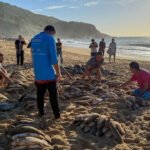Pesca da tainha é retomada em Balneário Camboriú após liberação de cota extra pelo Ministério da Pesca e Aquicultura