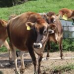 Pronampe Leite movimenta R$ 108 milhões e beneficia mais de 3,7 mil produtores em Santa Catarina