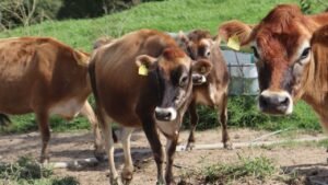 Pronampe Leite,Pronampe Leite BRDE SC,produtores de leite,Santa Catarina,crédito rural,financiamento rural,BRDE,Secretaria de Estado da Agricultura e Pecuária,agronegócio catarinense,produção de leite,apoio ao produtor rural,crédito para produtores de leite,Cidasc,cooperativas de crédito,pecuária leiteira,desenvolvimento rural,agricultura catarinense,financiamento para o campo