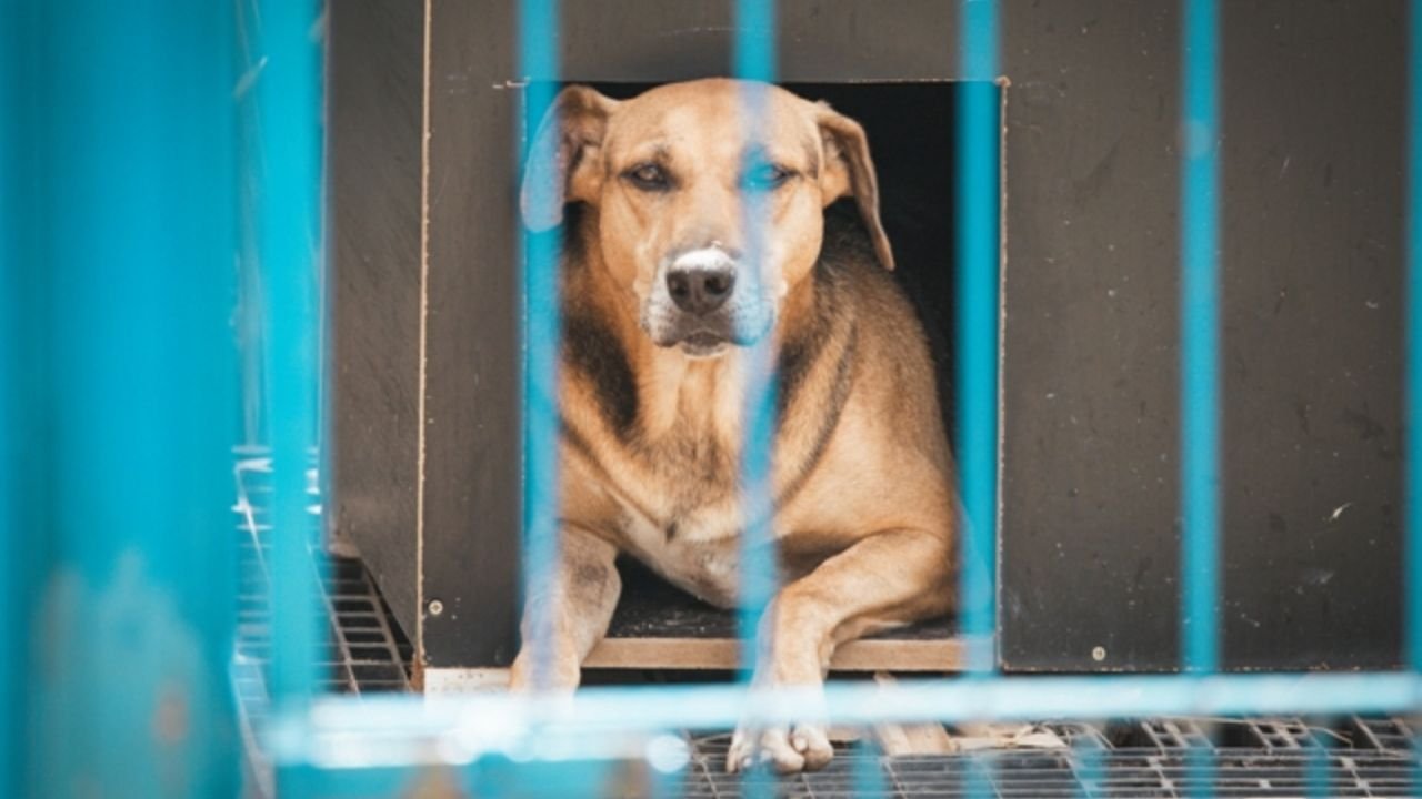 Lei Orelha,maus-tratos contra animais,Alesc,proteção animal Santa Catarina,Código Estadual de Proteção aos Animais,multas para maus-tratos,bem-estar animal,Florianópolis,Praia Brava,Orelha cão comunitário,Polícia Civil de Santa Catarina,TJSC,MPSC,legislação animal SC,direitos dos animais,combate aos maus-tratos,Assembleia Legislativa de Santa Catarina