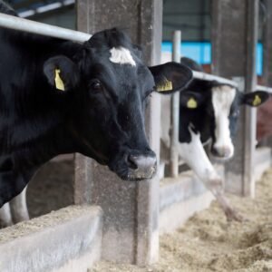 Pronampe Leite BRDE SC,BRDE,crédito para produtores de leite,agronegócio em Santa Catarina,financiamento rural,Governo de Santa Catarina,produtores de leite catarinenses,crédito rural SC,setor leiteiro,Secretaria de Agricultura e Pecuária,Cidasc,cooperativas de crédito,financiamento para pecuária leiteira,apoio ao produtor rural,programa de crédito agrícola,leite em Santa Catarina,juros reduzidos para produtores,desenvolvimento rural