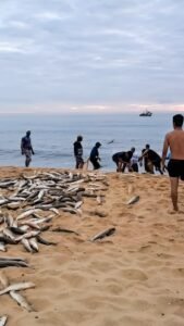 safra da tainha,pesca da tainha em Balneário Camboriú,Praia de Laranjeiras,Praia de Taquaras,pesca artesanal,temporada da tainha 2026,pescadores de Balneário Camboriú,captura de tainhas,Praia Central Balneário Camboriú,Praia do Estaleirinho,Secretaria de Meio Ambiente e Sustentabilidade,economia artesanal,tradição pesqueira,pesca em Santa Catarina,lanço de tainha,cardumes de tainha,fiscalização da pesca,safra da tainha em Santa Catarina