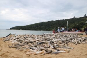 pesca da tainha,retomada da pesca da tainha,cota extra para pesca da tainha,Santa Catarina,litoral norte catarinense,pescadores catarinenses,safra da tainha 2026,Ministério da Pesca e Aquicultura,Superintendência Federal da Pesca,pesca artesanal,manejo pesqueiro,preservação ambiental,economia pesqueira,setor pesqueiro catarinense,pesca no litoral de Santa Catarina,cota da tainha,governo federal pesca,pesca da tainha em Santa Catarina