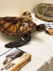 Fundação Projeto TAMAR em São José,exposição de tartarugas marinhas em São José,exposição gratuita no Shopping Itaguaçu,Projeto TAMAR Shopping Itaguaçu,tartarugas marinhas em Santa Catarina,conservação dos oceanos,conservação da vida marinha,educação ambiental para crianças,exposição sobre meio ambiente,passeio nas férias escolares,eventos gratuitos em São José,programação de férias em São José,biodiversidade dos mares,espécies de tartarugas marinhas,litoral catarinense,pesquisa e conservação marinha,exposição gratuita em Santa Catarina,atividades para crianças nas férias,Shopping Itaguaçu São José,Fundação Projeto TAMAR Santa Catarina