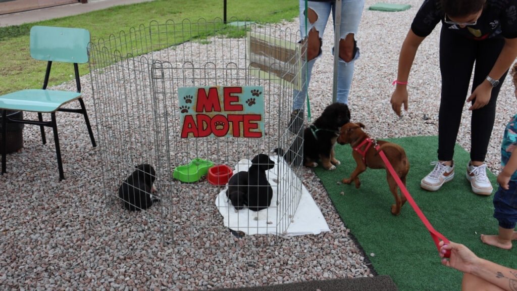 castração gratuita Porto Belo,mutirão de castração Santa Catarina,Sertão de Santa Luzia Porto Belo,Centro de Bem-Estar Animal Porto Belo,Pet Levado a Sério SC,programa de castração Santa Catarina,controle populacional de animais,cães e gatos castração gratuita,saúde animal SC,bem-estar animal Porto Belo,políticas públicas animais SC,abandono de animais prevenção,animais de rua Santa Catarina,prefeitura de Porto Belo ações,mutirão veterinário gratuito,proteção animal SC,guarda responsável animais,serviços públicos Porto Belo,castração de pets Brasil