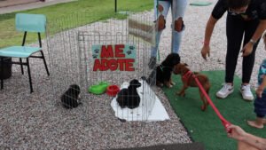 castração gratuita Porto Belo,mutirão de castração Santa Catarina,Sertão de Santa Luzia Porto Belo,Centro de Bem-Estar Animal Porto Belo,Pet Levado a Sério SC,programa de castração Santa Catarina,controle populacional de animais,cães e gatos castração gratuita,saúde animal SC,bem-estar animal Porto Belo,políticas públicas animais SC,abandono de animais prevenção,animais de rua Santa Catarina,prefeitura de Porto Belo ações,mutirão veterinário gratuito,proteção animal SC,guarda responsável animais,serviços públicos Porto Belo,castração de pets Brasil
