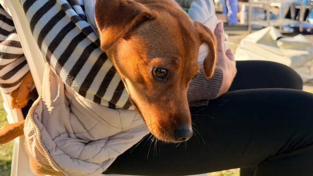 Navegantes,mutirão de castração,castração de cães e gatos,Prefeitura de Navegantes,Secretaria de Proteção e Cuidado Animal,Gravatá,bem-estar animal,controle populacional de animais,proteção animal,Daba,Departamento de Assistência e Bem-Estar Animal,castração gratuita,saúde animal,abandono de animais,agendamento para castração,WhatsApp Daba,políticas públicas de proteção animal,cães e gatos em Navegantes,mutirão gratuito,qualidade de vida animal
