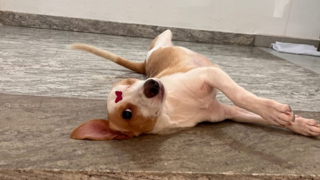 FUCAM Camboriú,cuidados com animais em enchentes,animais durante alagamentos,proteção animal Camboriú,prevenção de enchentes,Fundação do Meio Ambiente de Camboriú,resgate de animais,segurança dos pets,cães e gatos em enchentes,animais de grande porte em enchentes,Defesa Civil e animais,chuvas intensas em Camboriú,emergência climática,cuidados veterinários após enchentes,bem-estar animal,meio ambiente em Santa Catarina,orientação para tutores de animais