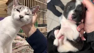 FUCAM Camboriú,cuidados com animais em enchentes,animais durante alagamentos,proteção animal Camboriú,prevenção de enchentes,Fundação do Meio Ambiente de Camboriú,resgate de animais,segurança dos pets,cães e gatos em enchentes,animais de grande porte em enchentes,Defesa Civil e animais,chuvas intensas em Camboriú,emergência climática,cuidados veterinários após enchentes,bem-estar animal,meio ambiente em Santa Catarina,orientação para tutores de animais