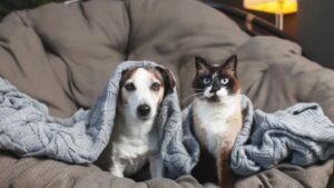 Depa Balneário Camboriú,proteção animal Balneário Camboriú,cuidados com pets no frio,cuidados com cães no inverno,cuidados com gatos no frio,frio em Balneário Camboriú,proteção de animais no inverno,maus-tratos contra animais,bem-estar animal,pets durante o inverno,cuidados com animais idosos,cuidados com cães de pelo curto,roupas para cães no frio,animais em enchentes,pets em alagamentos,proteção animal em Santa Catarina,Lei de Maus-Tratos contra animais,Lei 14.064/2020,cuidados com animais em chuvas fortes