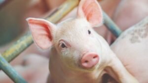NOVUS SBSS 2026,saúde intestinal de leitões,saúde intestinal na suinocultura,NOVUS em Chapecó,Simpósio Brasil Sul de Suinocultura,SBSS 2026,suinocultura em Santa Catarina,nutrição animal,nutrição inteligente,ácido benzoico protegido,ácido benzoico para leitões,Aditivo Eubiótico PROVENIA,PROVENIA NOVUS,microbiota intestinal de leitões,pós-desmame de leitões,aditivos para rações,equilíbrio microbiano,saúde gastrointestinal de leitões,NOVUS Raw Material Compendium,agronegócio em Santa Catarina