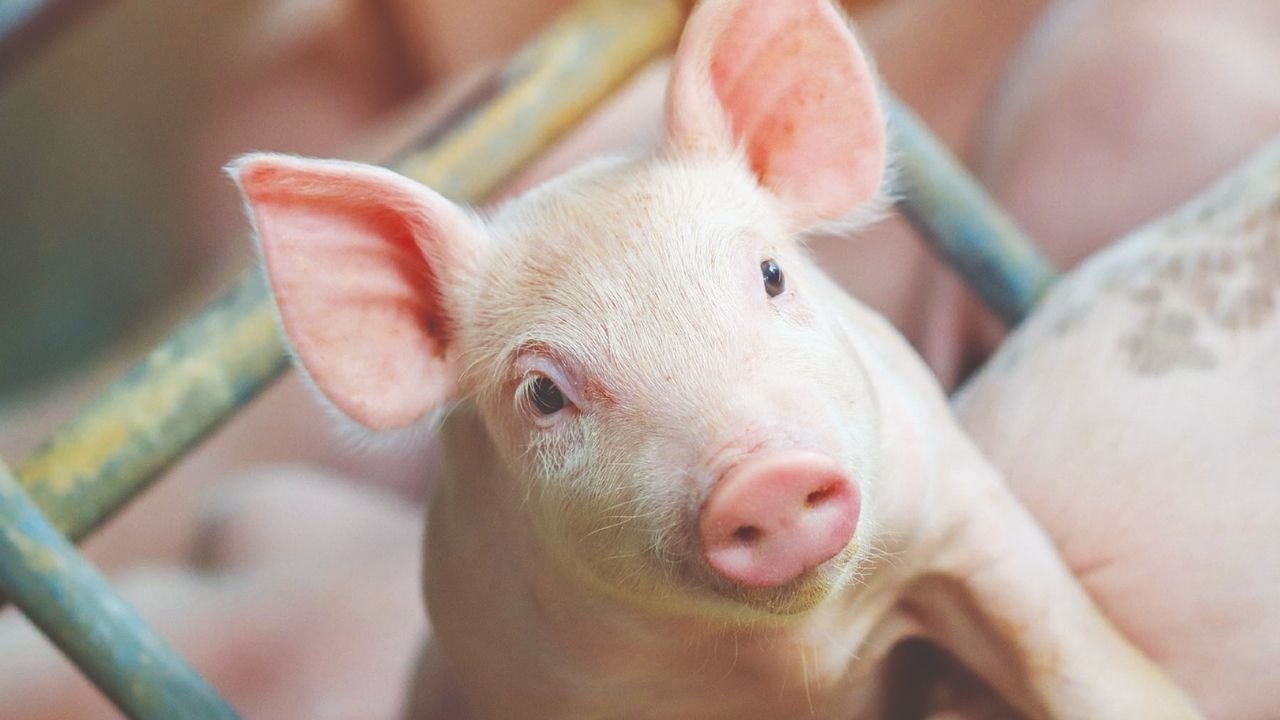 NOVUS SBSS 2026,saúde intestinal de leitões,saúde intestinal na suinocultura,NOVUS em Chapecó,Simpósio Brasil Sul de Suinocultura,SBSS 2026,suinocultura em Santa Catarina,nutrição animal,nutrição inteligente,ácido benzoico protegido,ácido benzoico para leitões,Aditivo Eubiótico PROVENIA,PROVENIA NOVUS,microbiota intestinal de leitões,pós-desmame de leitões,aditivos para rações,equilíbrio microbiano,saúde gastrointestinal de leitões,NOVUS Raw Material Compendium,agronegócio em Santa Catarina