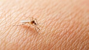 malária no Brasil,casos de malária,redução da malária,malária 2025,casos de malária em 2025,mortes por malária,malária no SUS,tafenoquina,tafenoquina no SUS,tratamento da malária,prevenção da malária,saúde pública no Brasil,Ministério da Saúde malária,Brasil Saudável,Congresso de Medicina Tropical,malária grave,formulação pediátrica da tafenoquina,malária em crianças,tratamento da malária no Brasil,eliminação da malária