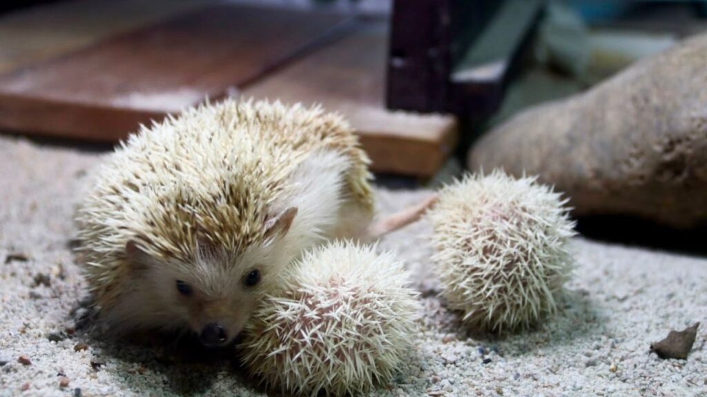 nascimento de ouriço-pigmeu-africano,filhotes de ouriço-pigmeu-africano,Zoobotânico,Parque Zoobotânico,ouriço-pigmeu-africano,hedgehog,filhotes de ouriço,cobra-do-milho,corn snake,Pantherophis guttatus,cobras resgatadas,CETA,animais silvestres resgatados,apreensão de animais silvestres,fauna silvestre,serpentário,animais exóticos,venda ilegal de animais,compra ilegal de animais,visita ao Zoobotânico