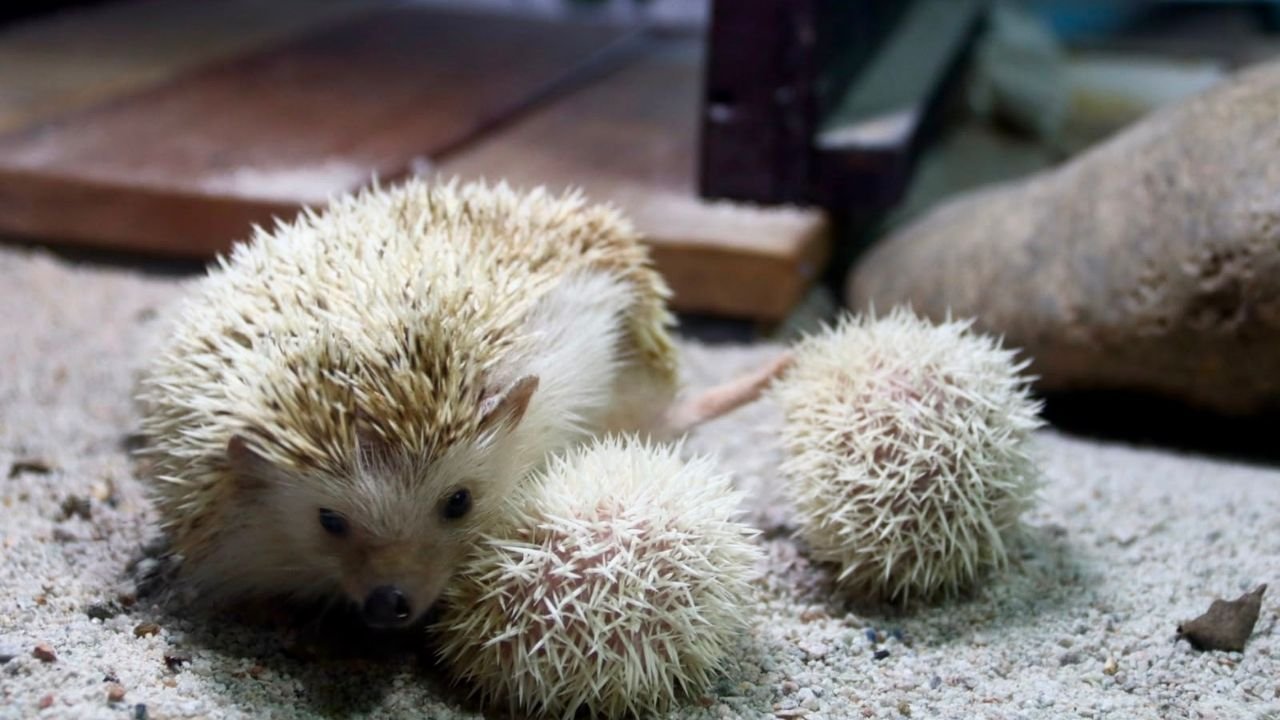 nascimento de ouriço-pigmeu-africano,filhotes de ouriço-pigmeu-africano,Zoobotânico,Parque Zoobotânico,ouriço-pigmeu-africano,hedgehog,filhotes de ouriço,cobra-do-milho,corn snake,Pantherophis guttatus,cobras resgatadas,CETA,animais silvestres resgatados,apreensão de animais silvestres,fauna silvestre,serpentário,animais exóticos,venda ilegal de animais,compra ilegal de animais,visita ao Zoobotânico