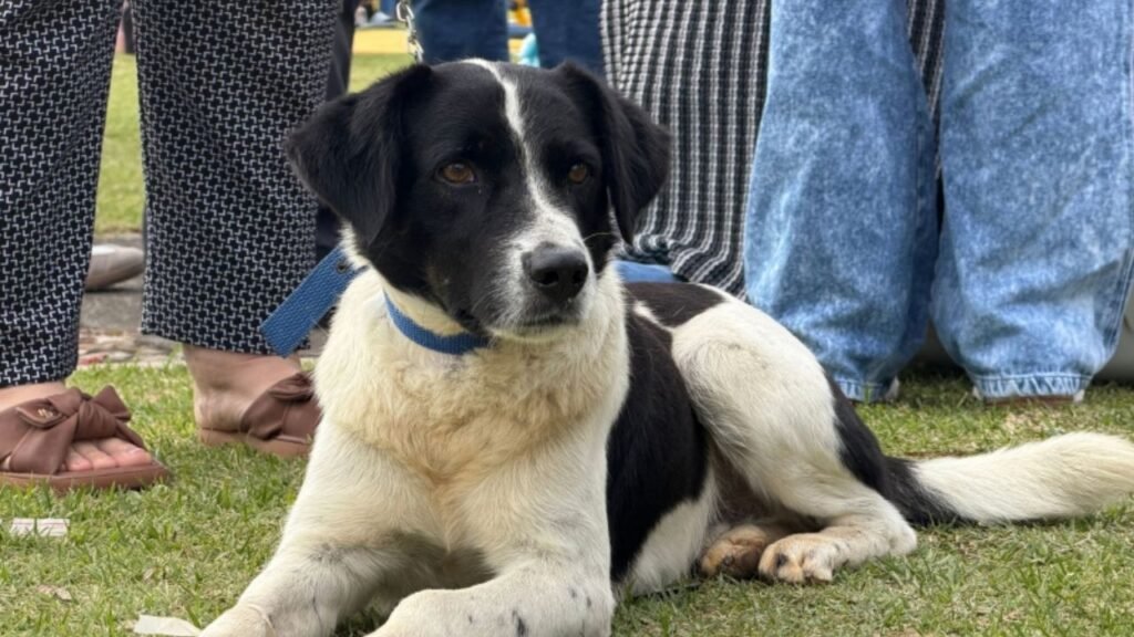 mutirão de castração Itajaí,castração de animais em Itajaí,castração de cães e gatos,bairro Imaruí Itajaí,300 pets castrados,castração gratuita Itajaí,campanha de castração animal,saúde pública Itajaí,controle populacional de animais,abandono de animais,proteção animal Itajaí,Defesa Animal Itajaí,Instituto Itajaí Sustentável,INIS Itajaí,cadastro para castração,próximo mutirão de castração Itajaí,castração de pets,castração de cães,castração de gatos,bem-estar animal