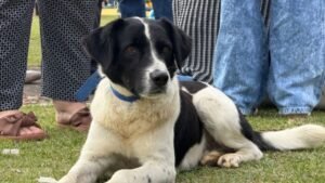 mutirão de castração Itajaí,castração de animais em Itajaí,castração de cães e gatos,bairro Imaruí Itajaí,300 pets castrados,castração gratuita Itajaí,campanha de castração animal,saúde pública Itajaí,controle populacional de animais,abandono de animais,proteção animal Itajaí,Defesa Animal Itajaí,Instituto Itajaí Sustentável,INIS Itajaí,cadastro para castração,próximo mutirão de castração Itajaí,castração de pets,castração de cães,castração de gatos,bem-estar animal