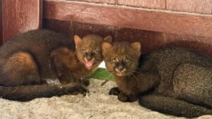 gatos-mouriscos no Zoobotânico,gato-mourisco,gatos-mouriscos,jaguarundi,novos moradores do Zoobotânico,Zoobotânico,animais resgatados,animais silvestres,filhotes de gato-mourisco,gato-mourisco resgatado no Paraná,animais do Paraná,conservação de animais silvestres,recinto de gatos-mouriscos,nomes dos gatos-mouriscos,enquete Zoobotânico,visita ao Zoobotânico,horário do Zoobotânico,ingresso Zoobotânico,felinos silvestres,animais silvestres no Brasil
