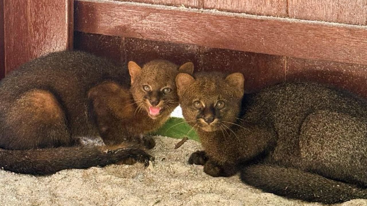 gatos-mouriscos no Zoobotânico,gato-mourisco,gatos-mouriscos,jaguarundi,novos moradores do Zoobotânico,Zoobotânico,animais resgatados,animais silvestres,filhotes de gato-mourisco,gato-mourisco resgatado no Paraná,animais do Paraná,conservação de animais silvestres,recinto de gatos-mouriscos,nomes dos gatos-mouriscos,enquete Zoobotânico,visita ao Zoobotânico,horário do Zoobotânico,ingresso Zoobotânico,felinos silvestres,animais silvestres no Brasil