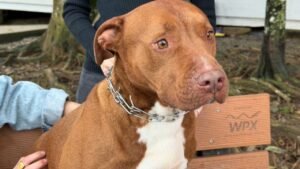 pitbulls para adoção em Itajaí,adoção de pitbulls,adoção responsável de animais,pitbulls resgatados,UAPA Itajaí,Unidade de Acolhimento Provisório de Animais,cães para adoção em Itajaí,animais resgatados em Itajaí,proteção animal,bem-estar animal,adestramento de cães,cães castrados para adoção,cães vacinados,cães microchipados,acompanhamento pós-adoção,tutores de pitbull,comportamento de pitbulls,cuidados com pitbulls,adoção de cães em Santa Catarina