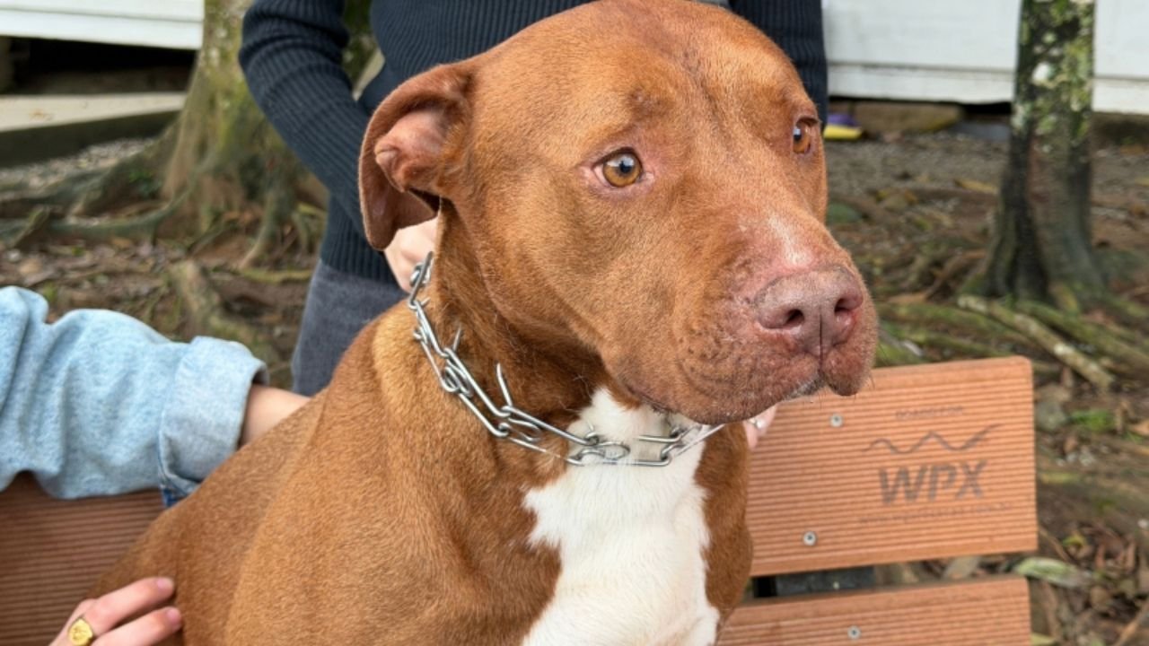 pitbulls para adoção em Itajaí,adoção de pitbulls,adoção responsável de animais,pitbulls resgatados,UAPA Itajaí,Unidade de Acolhimento Provisório de Animais,cães para adoção em Itajaí,animais resgatados em Itajaí,proteção animal,bem-estar animal,adestramento de cães,cães castrados para adoção,cães vacinados,cães microchipados,acompanhamento pós-adoção,tutores de pitbull,comportamento de pitbulls,cuidados com pitbulls,adoção de cães em Santa Catarina
