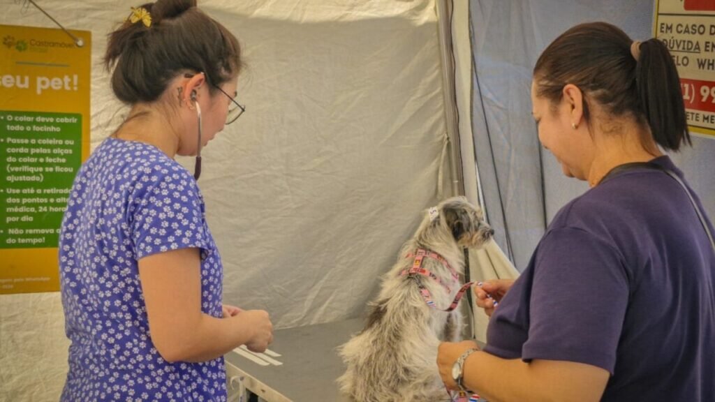 castração gratuita em Navegantes,castração de cães e gatos,mutirão de castração,castração gratuita de animais,Castra+Navega,Prefeitura de Navegantes,proteção animal em Navegantes,castração em setembro,castração de cães em Navegantes,castração de gatos em Navegantes,mutirão de castração em Navegantes,controle populacional de animais,bem-estar animal,saúde animal,Meia Praia Navegantes,São Paulo Navegantes,São Domingos Navegantes,castração gratuita Santa Catarina,vagas para castração