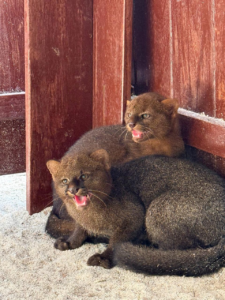 gatos-mouriscos no Zoobotânico,gato-mourisco,gatos-mouriscos,jaguarundi,novos moradores do Zoobotânico,Zoobotânico,animais resgatados,animais silvestres,filhotes de gato-mourisco,gato-mourisco resgatado no Paraná,animais do Paraná,conservação de animais silvestres,recinto de gatos-mouriscos,nomes dos gatos-mouriscos,enquete Zoobotânico,visita ao Zoobotânico,horário do Zoobotânico,ingresso Zoobotânico,felinos silvestres,animais silvestres no Brasil