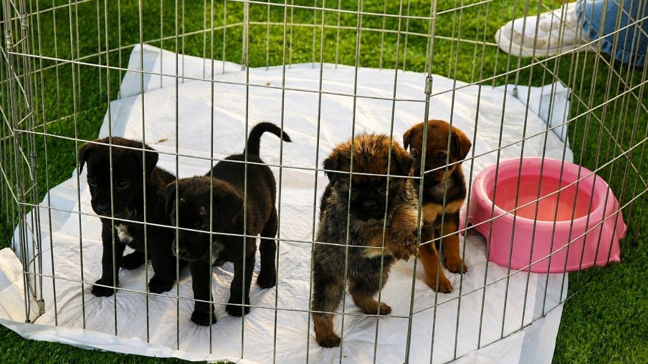 Porto Belo,Seminário Municipal de Bem-Estar Animal,bem-estar animal em Porto Belo,proteção animal,causa animal em Porto Belo,seminário de proteção animal,evento sobre animais,saúde animal,adoção responsável,guarda responsável,maus-tratos de animais,abandono de animais,políticas públicas de bem-estar animal,Centro de Bem-Estar Animal de Porto Belo,animais terapêuticos,segurança pública e proteção animal,Santa Catarina,legislação animal