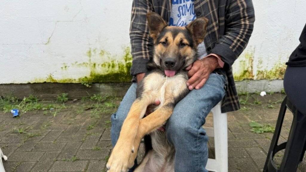 castração animal em Itajaí,mutirão de castração Itajaí,castração gratuita Itajaí,Defesa Animal Itajaí,castração de cães e gatos,castração gratuita de animais,programa de castração animal,Cordeiros Itajaí,Murta Itajaí,Salseiros Itajaí,Santa Regina Itajaí,Espinheiros Itajaí,Parque do Agricultor Itajaí,controle populacional de animais,bem-estar animal em Itajaí,cadastro para castração,agendamento castração animal,cães e gatos em Itajaí,saúde animal