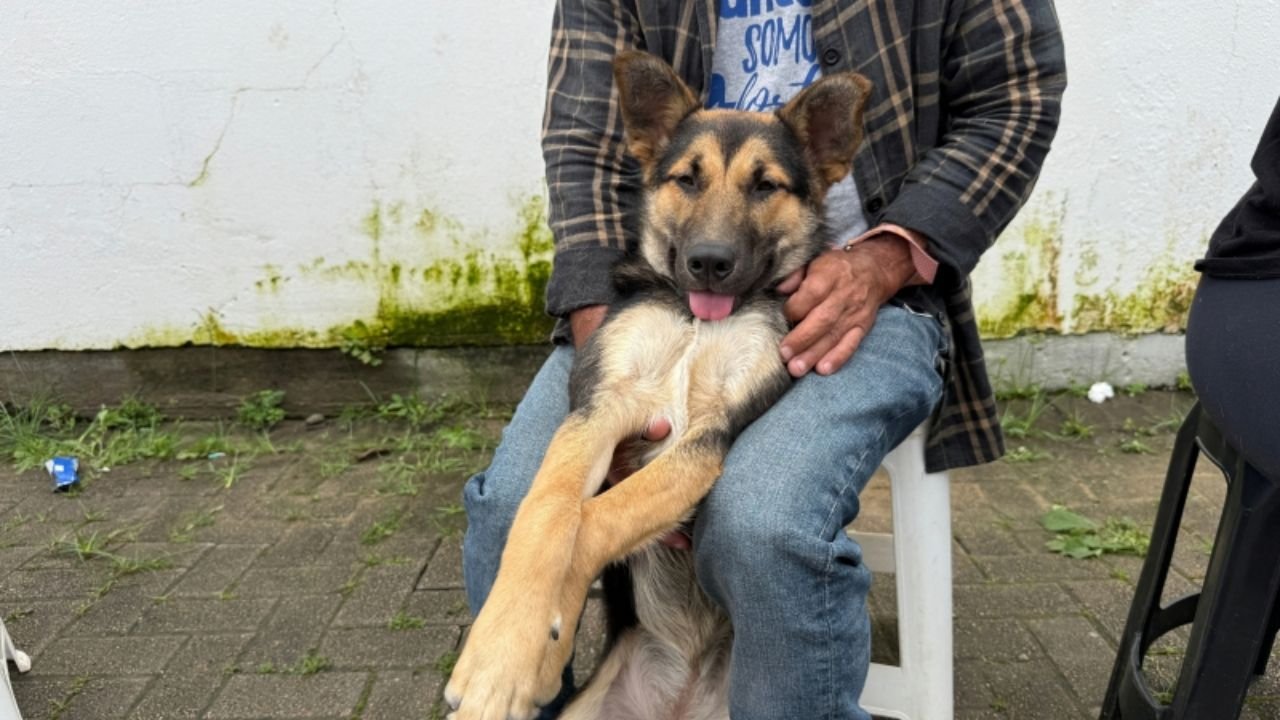 castração animal em Itajaí,mutirão de castração Itajaí,castração gratuita Itajaí,Defesa Animal Itajaí,castração de cães e gatos,castração gratuita de animais,programa de castração animal,Cordeiros Itajaí,Murta Itajaí,Salseiros Itajaí,Santa Regina Itajaí,Espinheiros Itajaí,Parque do Agricultor Itajaí,controle populacional de animais,bem-estar animal em Itajaí,cadastro para castração,agendamento castração animal,cães e gatos em Itajaí,saúde animal
